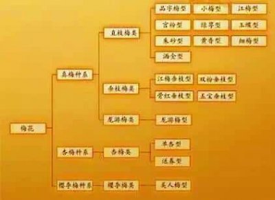 ​最全梅花品种及图片介绍（梅花十大稀有品种之首）