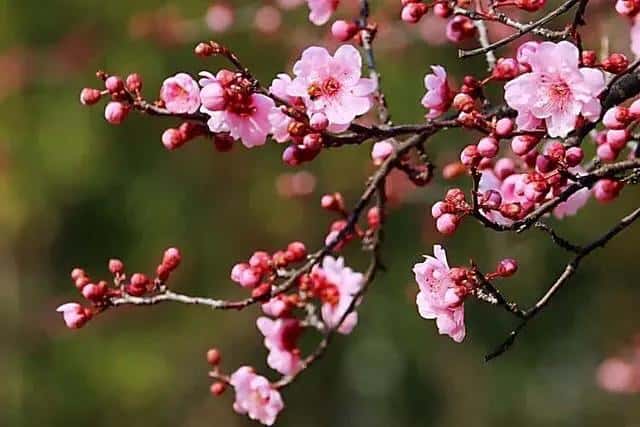 最全梅花品种及图片介绍（梅花十大稀有品种之首）