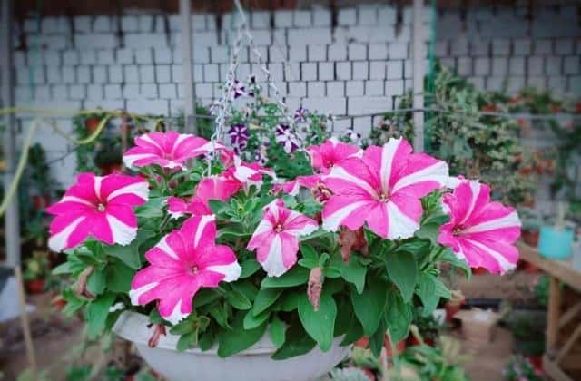给植物浇水的步骤（植物浇水的正确方法）