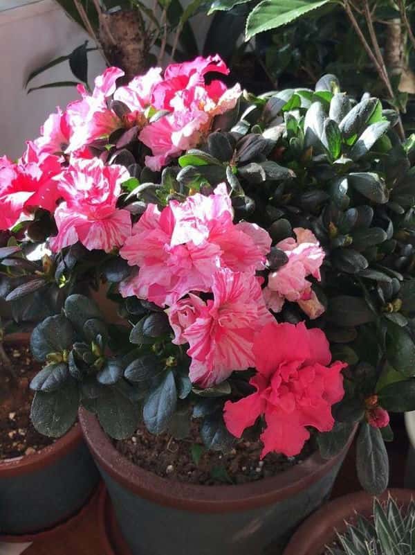 给植物浇水的步骤（植物浇水的正确方法）