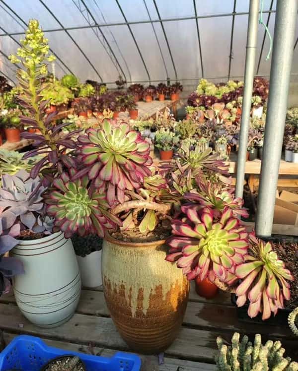 给植物浇水的步骤（植物浇水的正确方法）