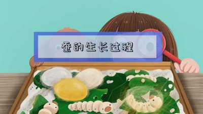 ​蚕宝宝的生长过程