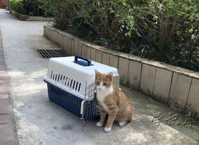 ​宠物托运有氧舱危险吗