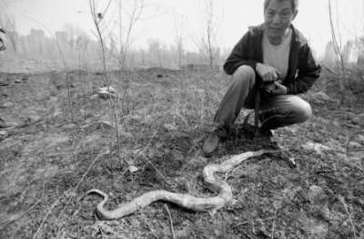 ​沈阳大蛇事件是真的吗（沈阳：废弃厂区惊现1.7米长蛇 是放生的还是遗弃的？）