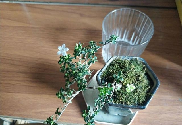 六月雪的花语和寓意是什么，六月雪的花语小知识