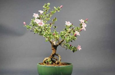 ​六月雪的花语和寓意是什么「必看：六月雪的花语小知识」