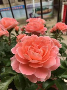 ​阳台适合养的月季花品种（阳台月季有哪些优秀品种）