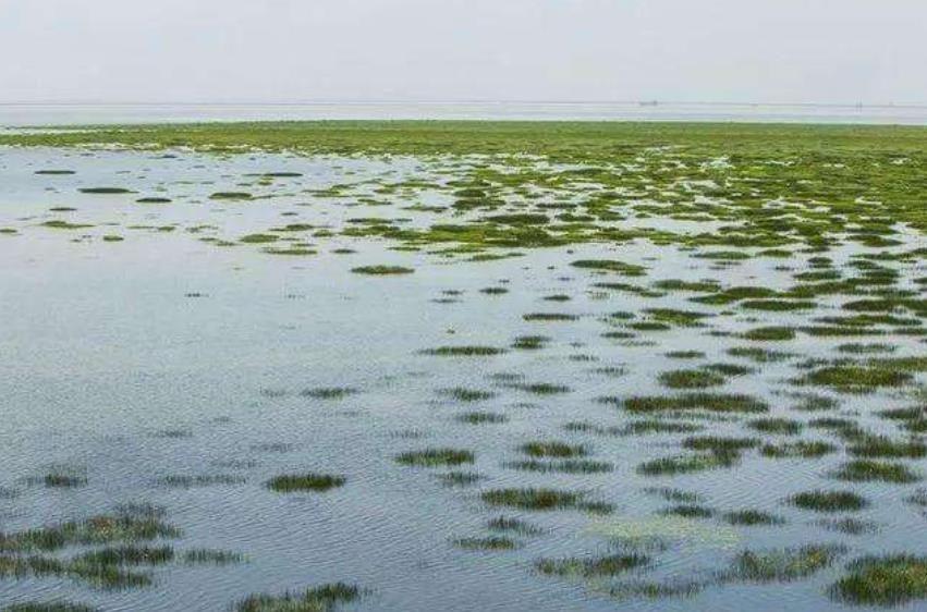 最大的淡水湖(我国最大的淡水湖是什么湖)