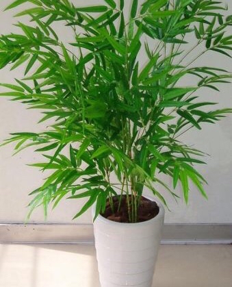 凤尾竹和散尾葵哪个好(凤尾竹浇什么水好)
