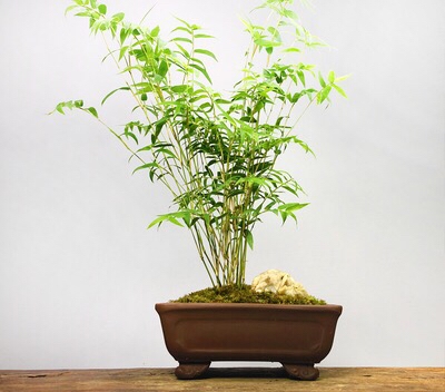 凤尾竹和散尾葵哪个好(凤尾竹浇什么水好)