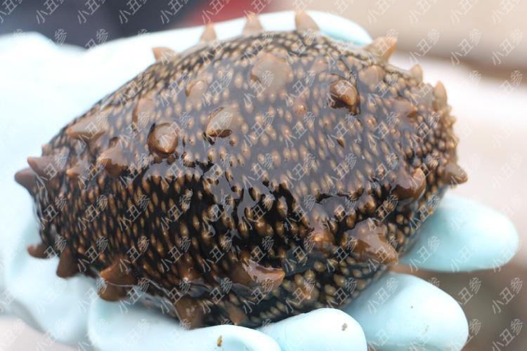 海参失去内脏后会不会死(海参失去内脏会死吗)