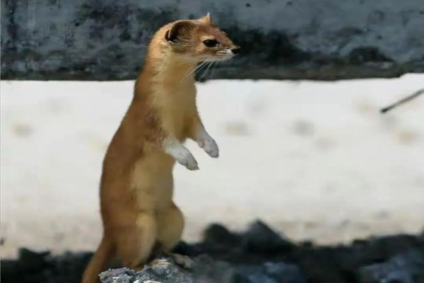 黄鼠狼 .jpg