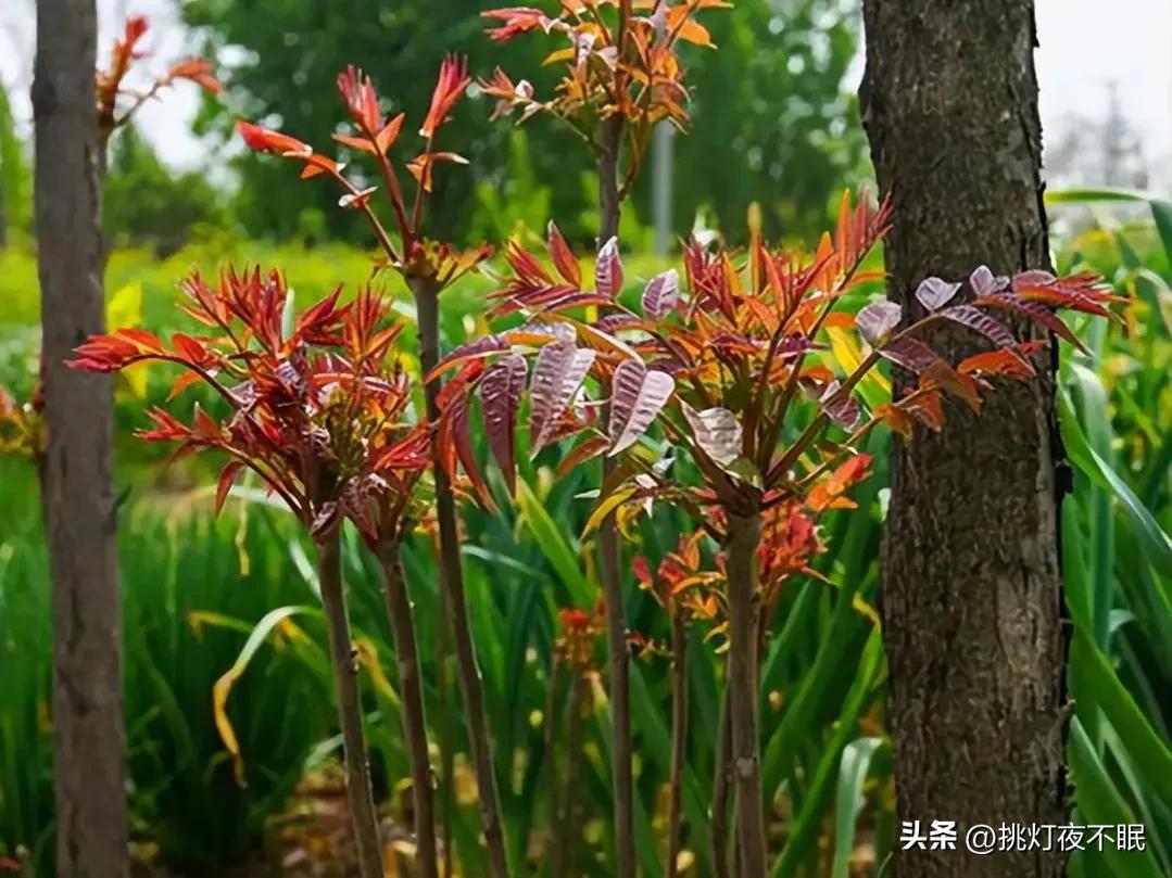 院子种香椿树大凶(院子种香椿树好吗)