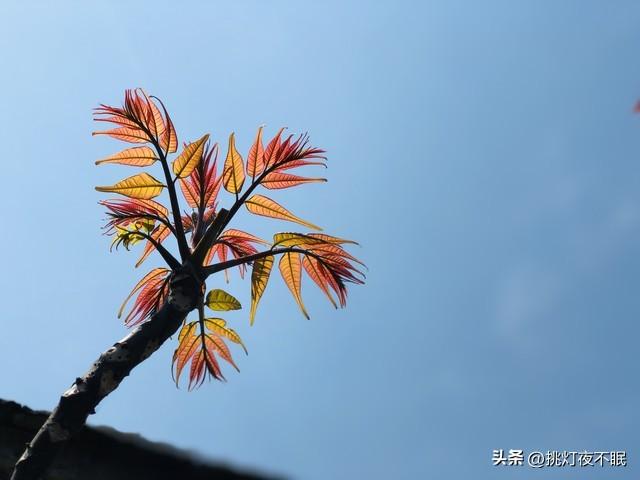 院子种香椿树大凶(院子种香椿树好吗)