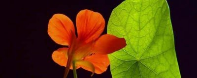 ​旱莲花怎么养护-（旱莲花怎么养才能粗壮些）