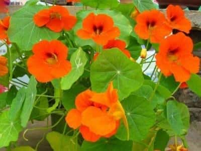 旱莲花怎么养护-（旱莲花怎么养才能粗壮些）