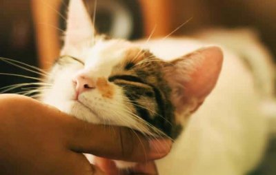 ​怎么确定猫换完了胎毛（猫一般在几月份掉毛）