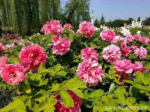 洛阳牡丹花最佳观赏时间(洛阳牡丹花会)-第1张图片-