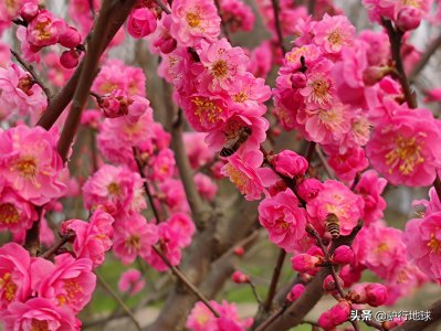 ​四川的清明菜也叫棉花草，成都春节正茂盛，可以做馍馍了