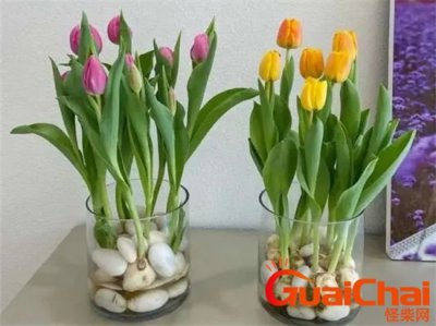 ​郁金香怎么水养多久开花？郁金香怎样浇水才合适？