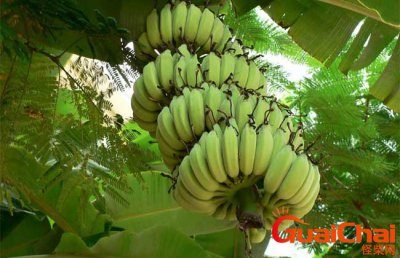 ​芭蕉的功效与作用营养价值 芭蕉的功效与作用图片