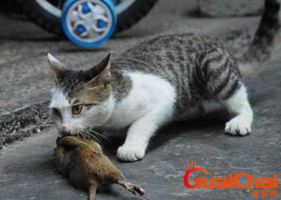 ​猫为什么要吃老鼠？猫吃老鼠药如何解毒？
