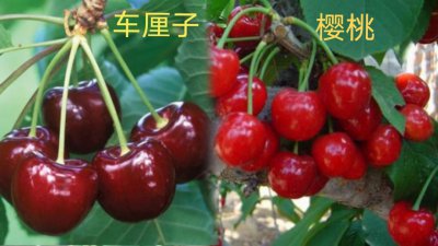 ​车厘子的功效和作用（营养价值高  富含维生素）