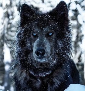 ​犬界顶流-“蓝湾牧羊犬”，到底有啥魅力？