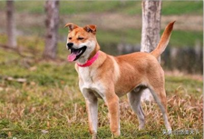 ​中华田园犬的祖先是东亚狼，是纯正血统