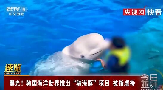 韩国海洋馆推骑海豚名目,残害动物激励争议