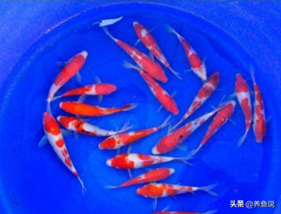 ​锦鲤鱼有多值钱，几块钱一条你敢买吗？真假锦鲤鱼其实也就那样