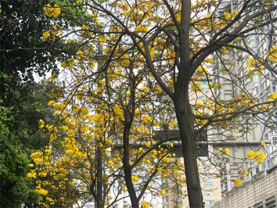 ​《七绝 黄花风铃木》姚继林