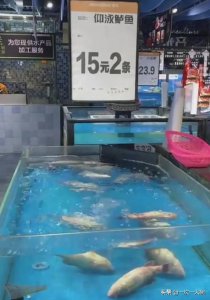 ​“仰泳”鲈鱼，濒临死亡，被称为仰泳