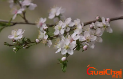 ​郁李的花语是什么？郁李的别称有哪些？