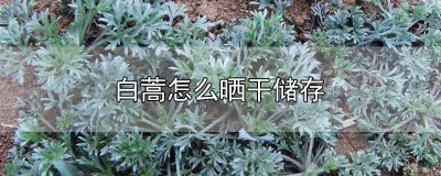 ​白蒿怎么晒干储存倍 白蒿怎么晒干储存的