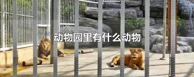 ​播放动物园里的动物 播放动物园里面有什么