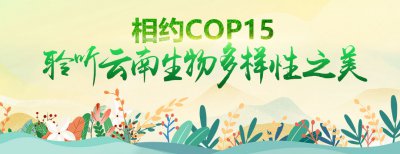 ​（恐龙的美食——植物活化石桫椤）
