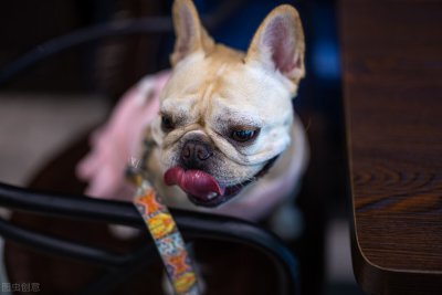 ​斗牛犬性格怎么样(养狗多年的“过来人”告诉你，法斗有3大优点和3大缺点)