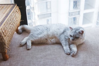 ​猫跳蚤会在人身上停留多久 猫咪的跳蚤传染到人身上了，怎么解决跳蚤烦恼？