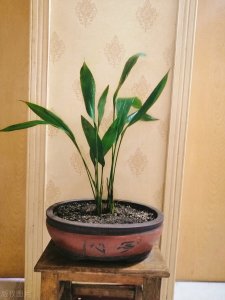 ​除甲醛植物就选“它”，家里养一盆，净化空气好帮手