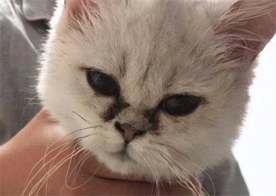 ​猫为什么会出现泪痕？如何清洁猫咪“泪痕”？