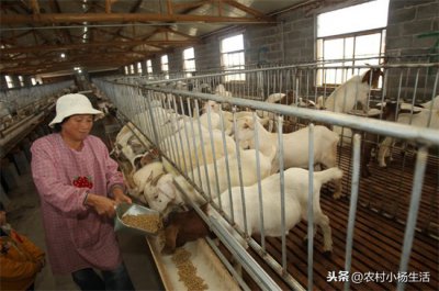 ​我想养羊怎么养殖？养羊人给你总结了八个小技巧