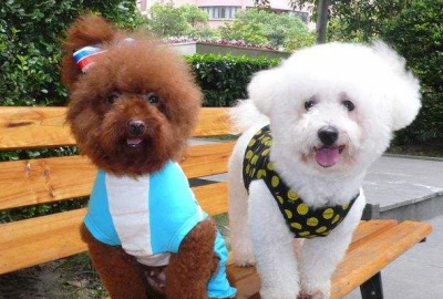 ​泰迪和比熊哪个好养听话 泰迪犬好养还是比熊犬好养？这5点比较，你更爱哪只