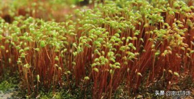 ​苔花如米小的下一句是什么（每日学诗：「清」 袁枚·《苔》苔花如米小，也学牡