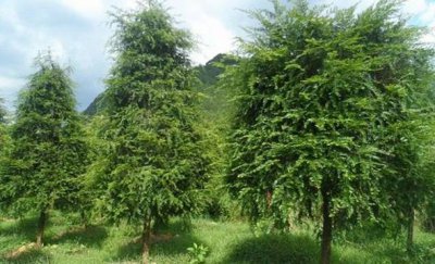 ​红豆杉的养殖方法和注意事项 盆栽 红豆杉的养殖方法和注意事项盆栽富贵
