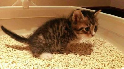 ​猫拉稀是什么原因导致的？快来了解！