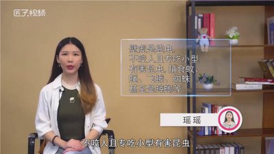 ​壁虎是益虫还是害虫蚊子咬人「壁虎益虫的作用是什么」