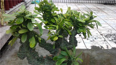 ​仙人掌怎么养才能长好？