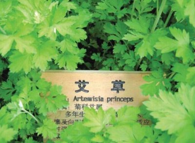 ​艾叶的功效与作用（极佳食疗效果）