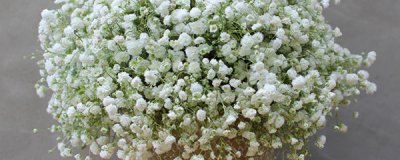 ​干花满天星的养殖方法和注意事项，干花满天星可以保存多久